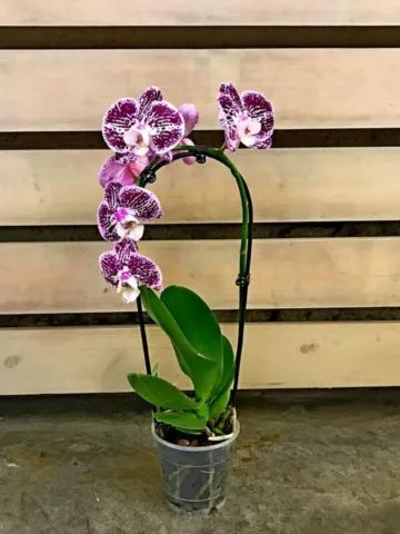 Phalaenopsis orchid