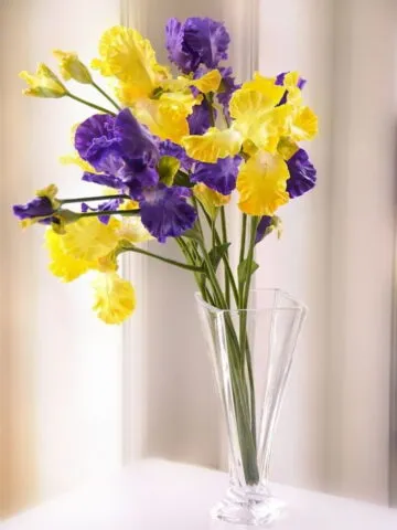 Bouquet of yellow irises