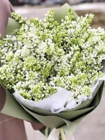 White lilac bouquet