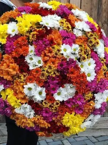 Bouquet of 101 chrysanthemums