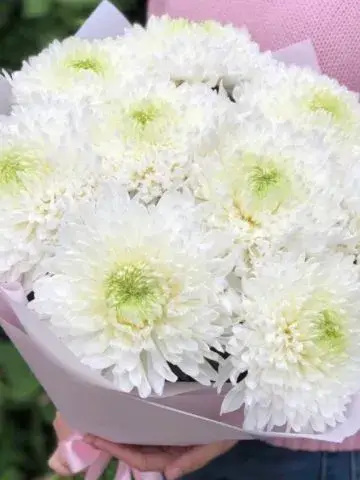 Bouquet of 9 chrysanthemums