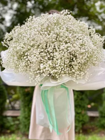 Gypsophila cloud