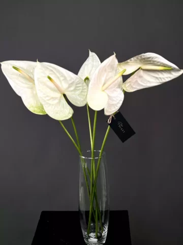 White anthuriums in a vase.