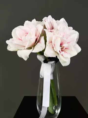 3 amaryllis in a vase