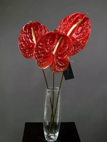 Red anthuriums in a vase.