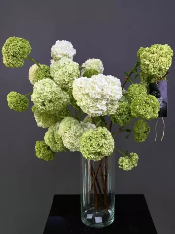 Viburnum in a vase