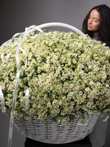 A basket of daisies