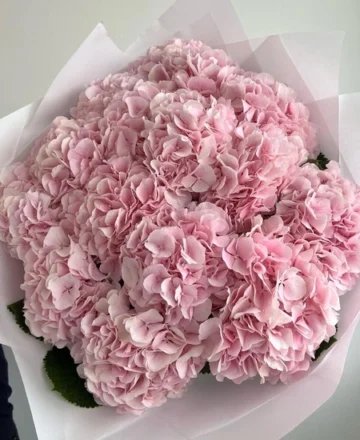 Bouquet of 15 pink hydrangeas